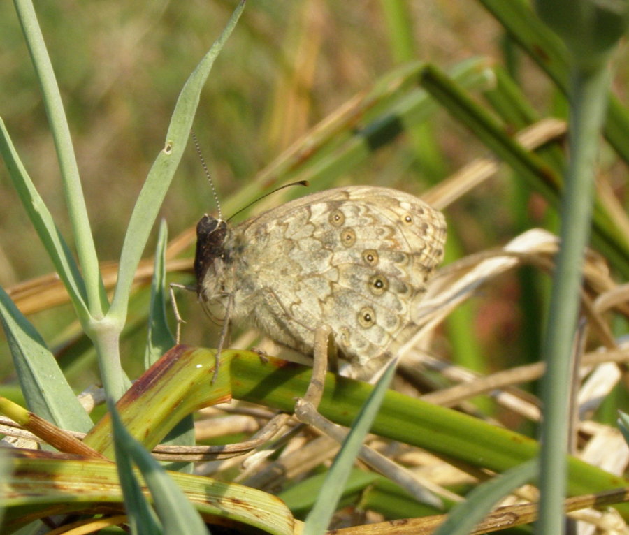 Una brutta maschera